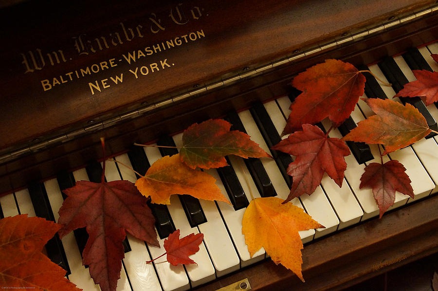 Fallen leaves on a piano.